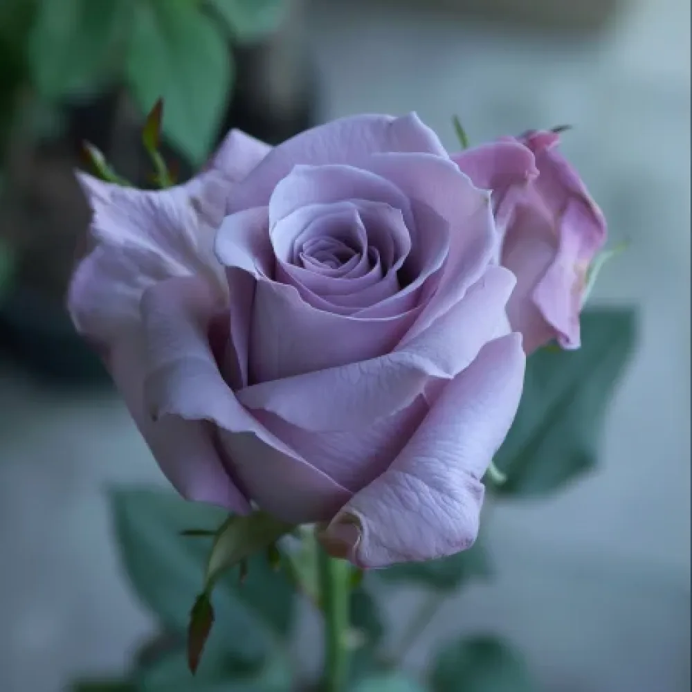 Vrtnica Blooming Symphony - z golimi koreninami
