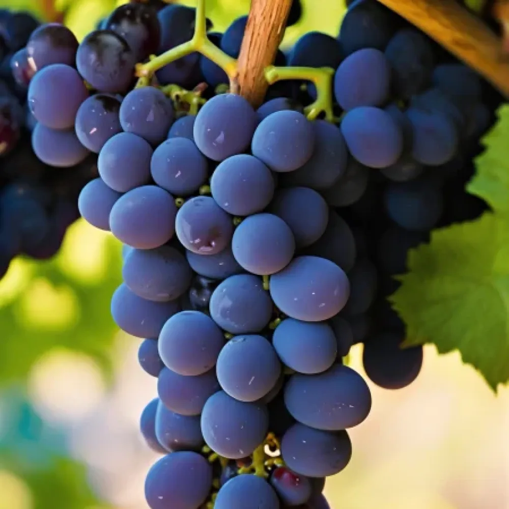 Vinska trta Modri pinot (Pinot noir), rdeča vinska – zgodnja