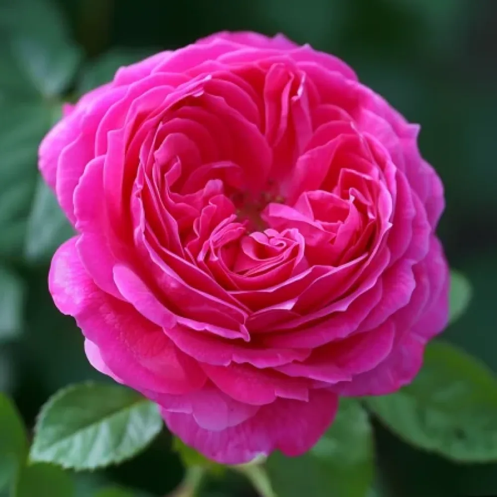 Vrtnica Blooming Cloud – z golimi koreninami