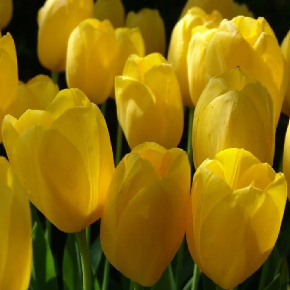 Tulipan Big Smile