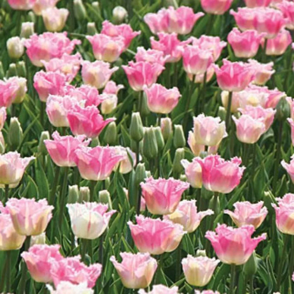 Tulipan Izumi (rožnat)