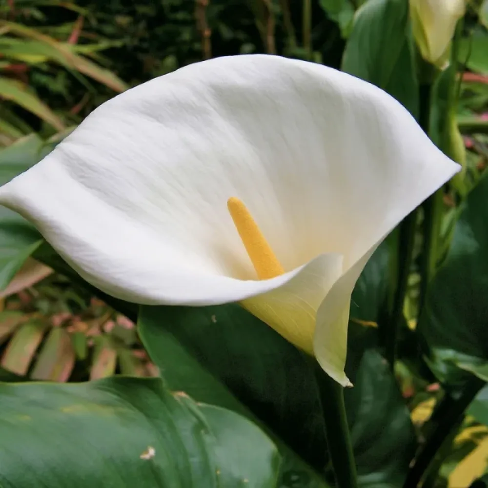 Kala Aethiopica (bela)