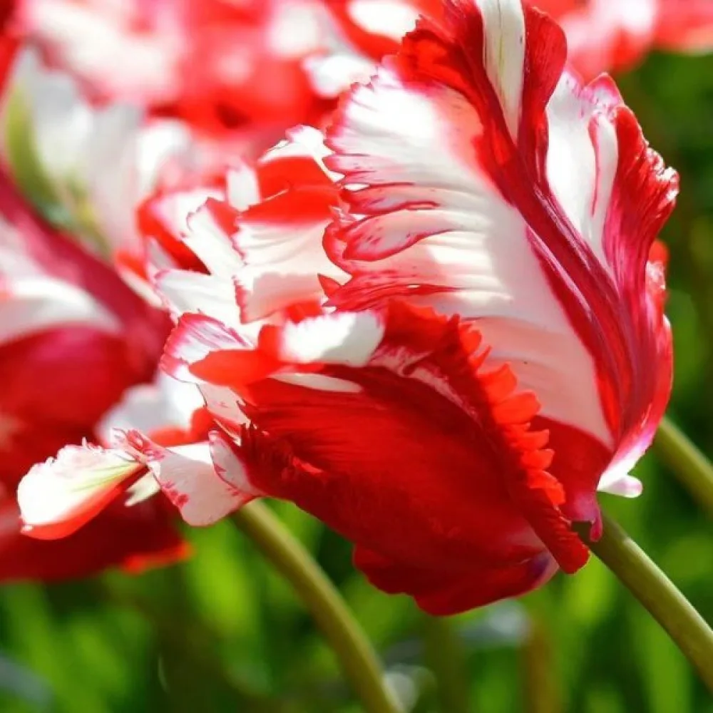 Tulipan Estella Rijnveld (pisani)
