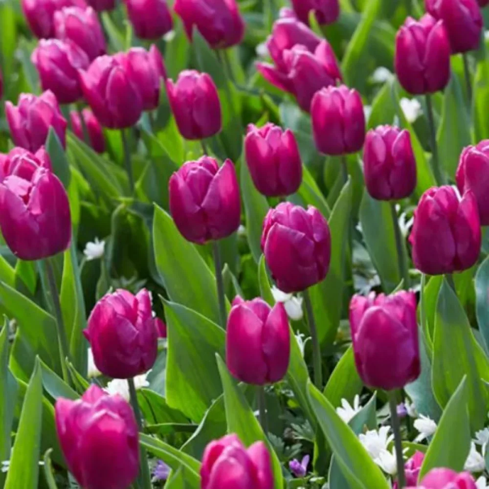 Tulipan Purple Prince (vijolični)