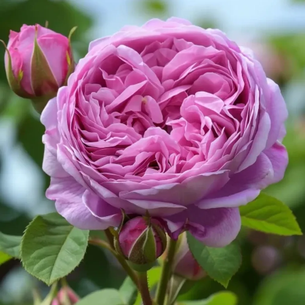 Vrtnica Revival Blossom – z golimi koreninami
