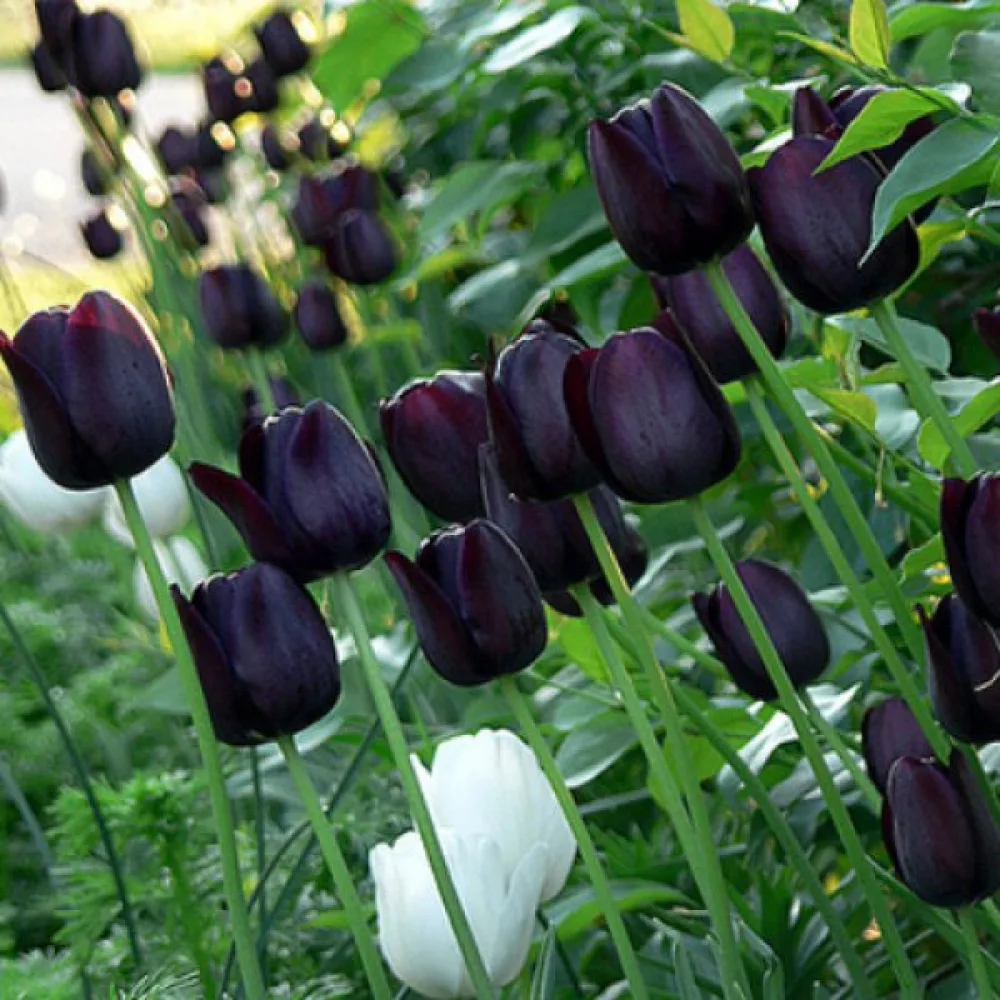Tulipan Queen of Night (škrlatni)