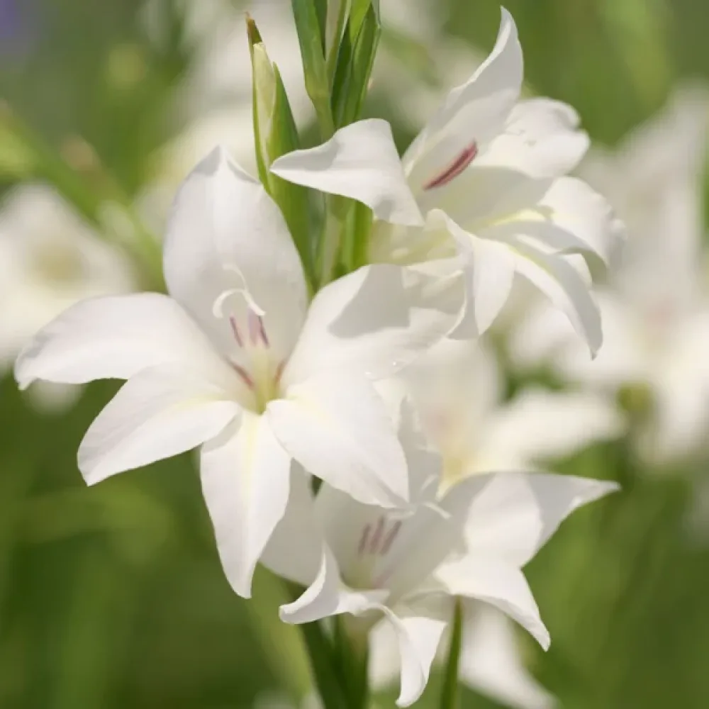 Gladiola Albus (bela)