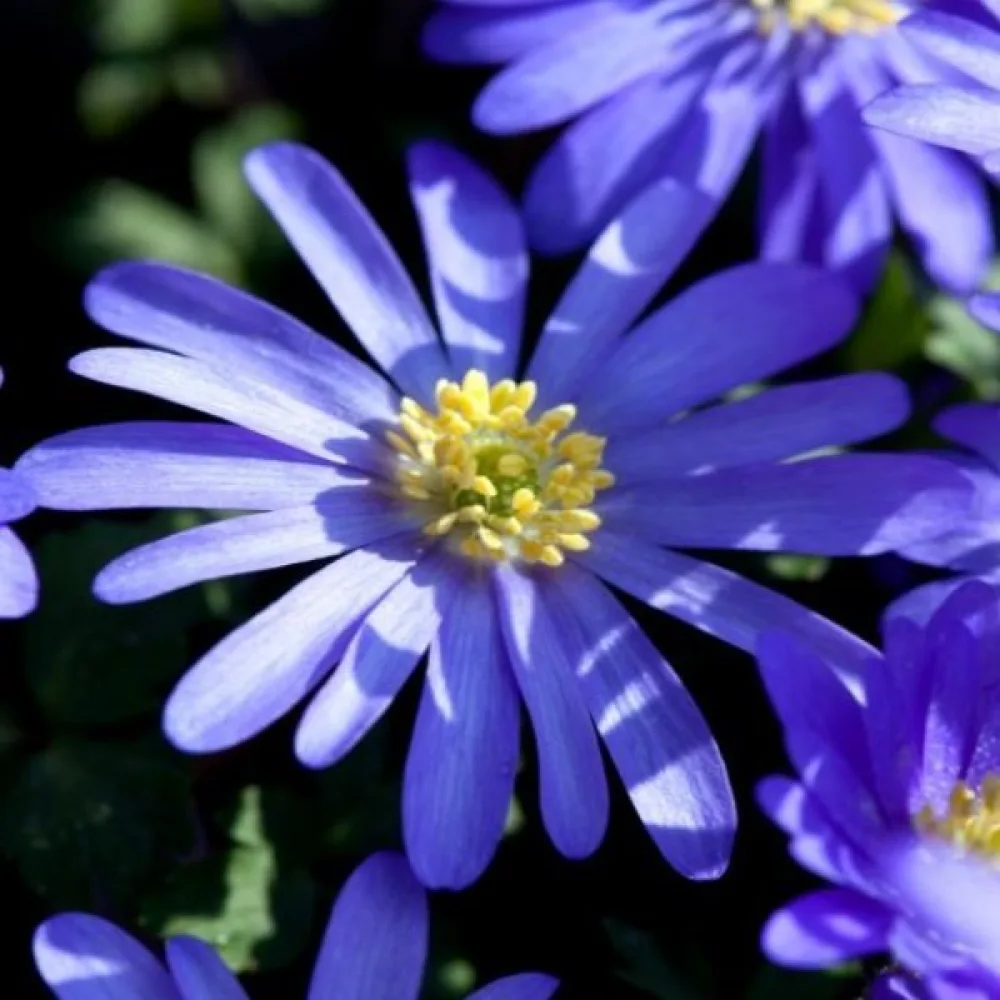 Vetrnica Blue shades blanda (modra)