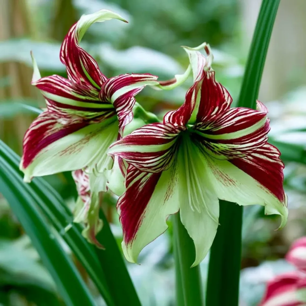 Amarilis Papillio (pisani)