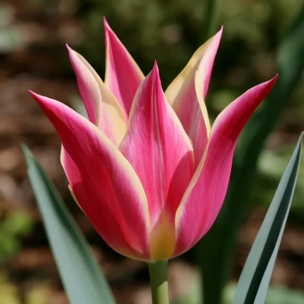 Tulipan Love Story