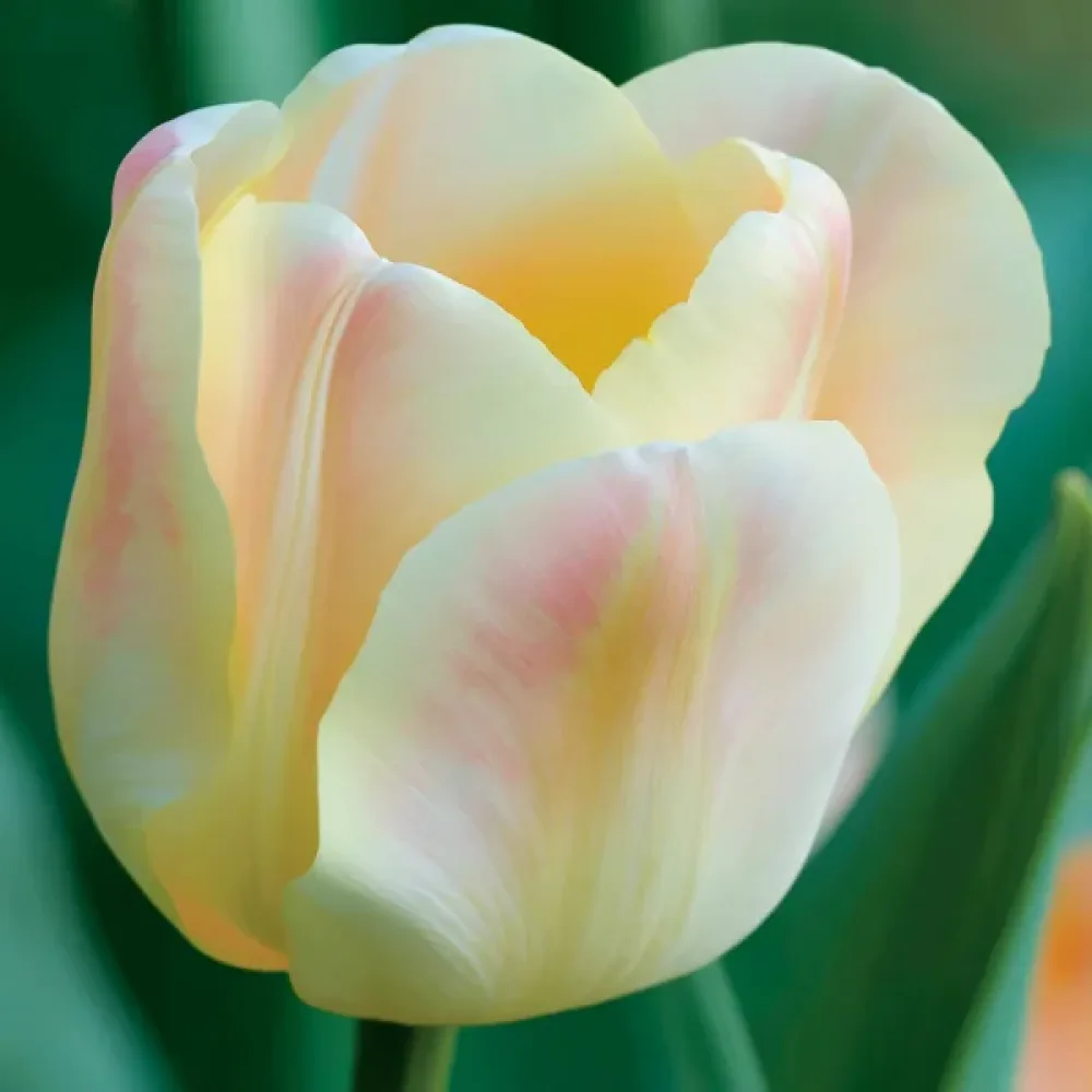 Tulipan Mieke Telkamp (kremni)