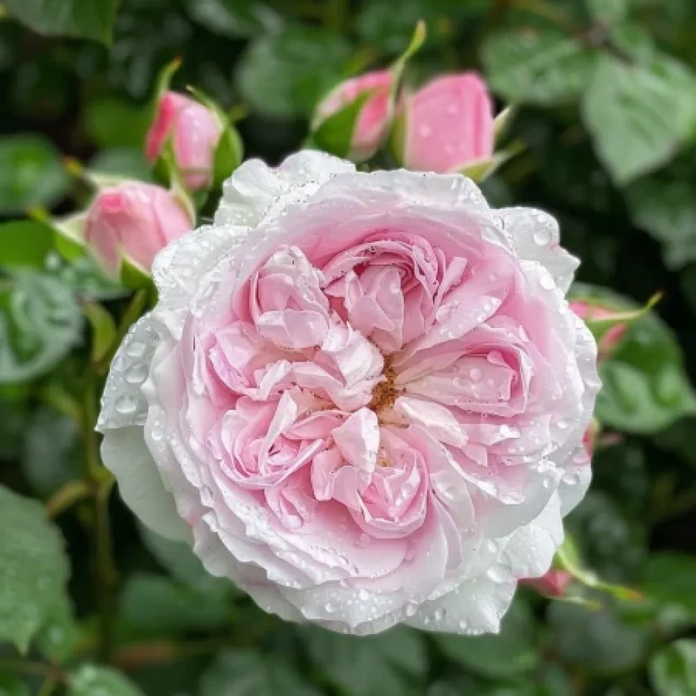Vrtnica Silver Pink Glow – z golimi koreninami