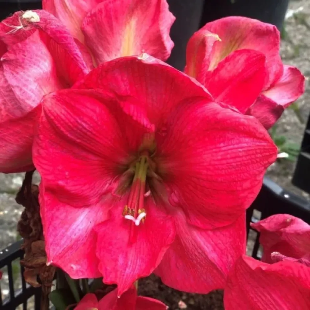 Amarilis Pink Rival (rožnati)