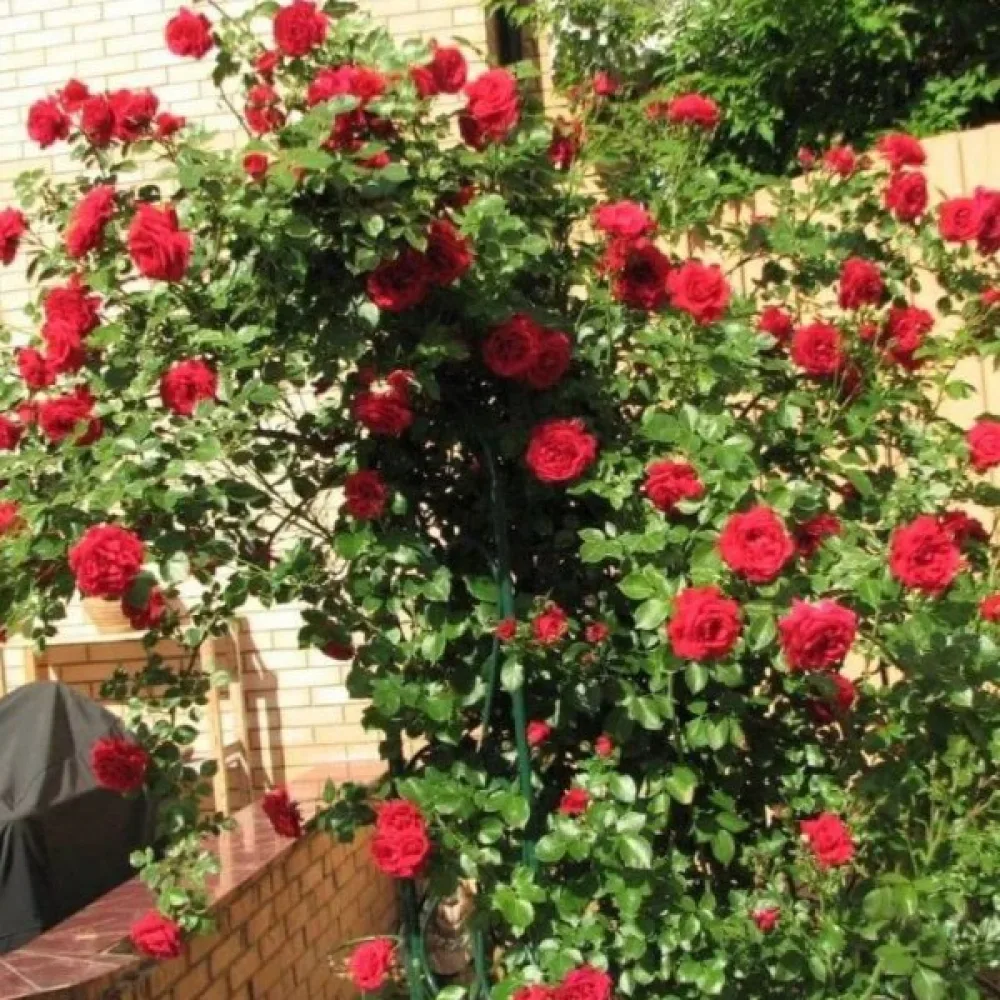 Vrtnica Scarlet Reverie (rdeča)