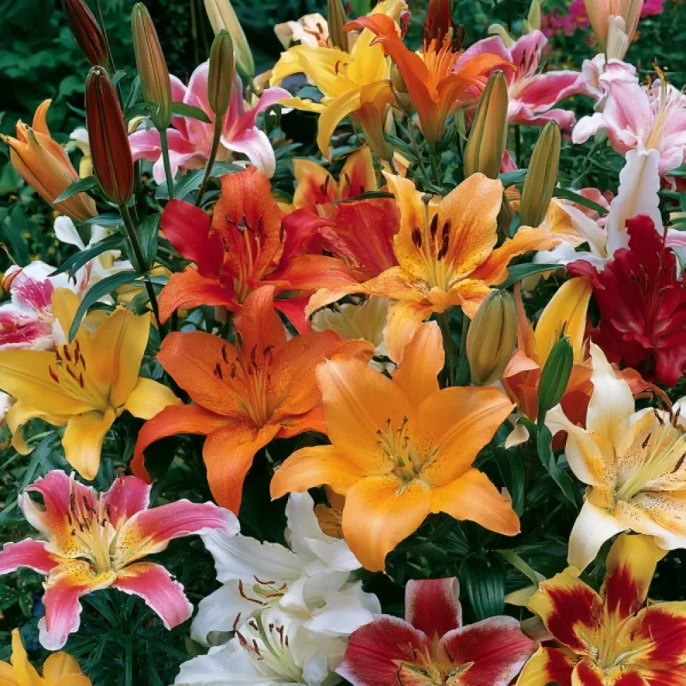 Lilija Asiatic Mixed (mešanica)