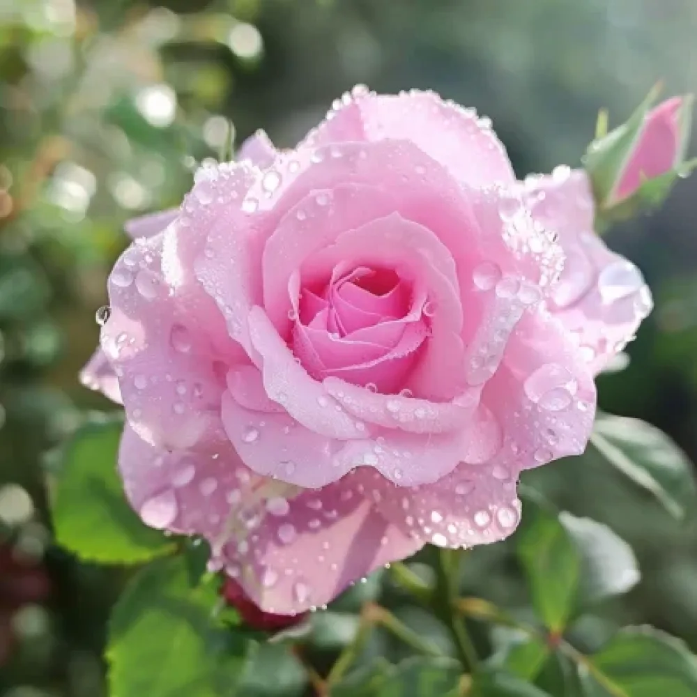 Vrtnica Pink Benedict - z golimi koreninami