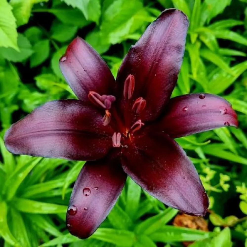 Lilija Nightrider