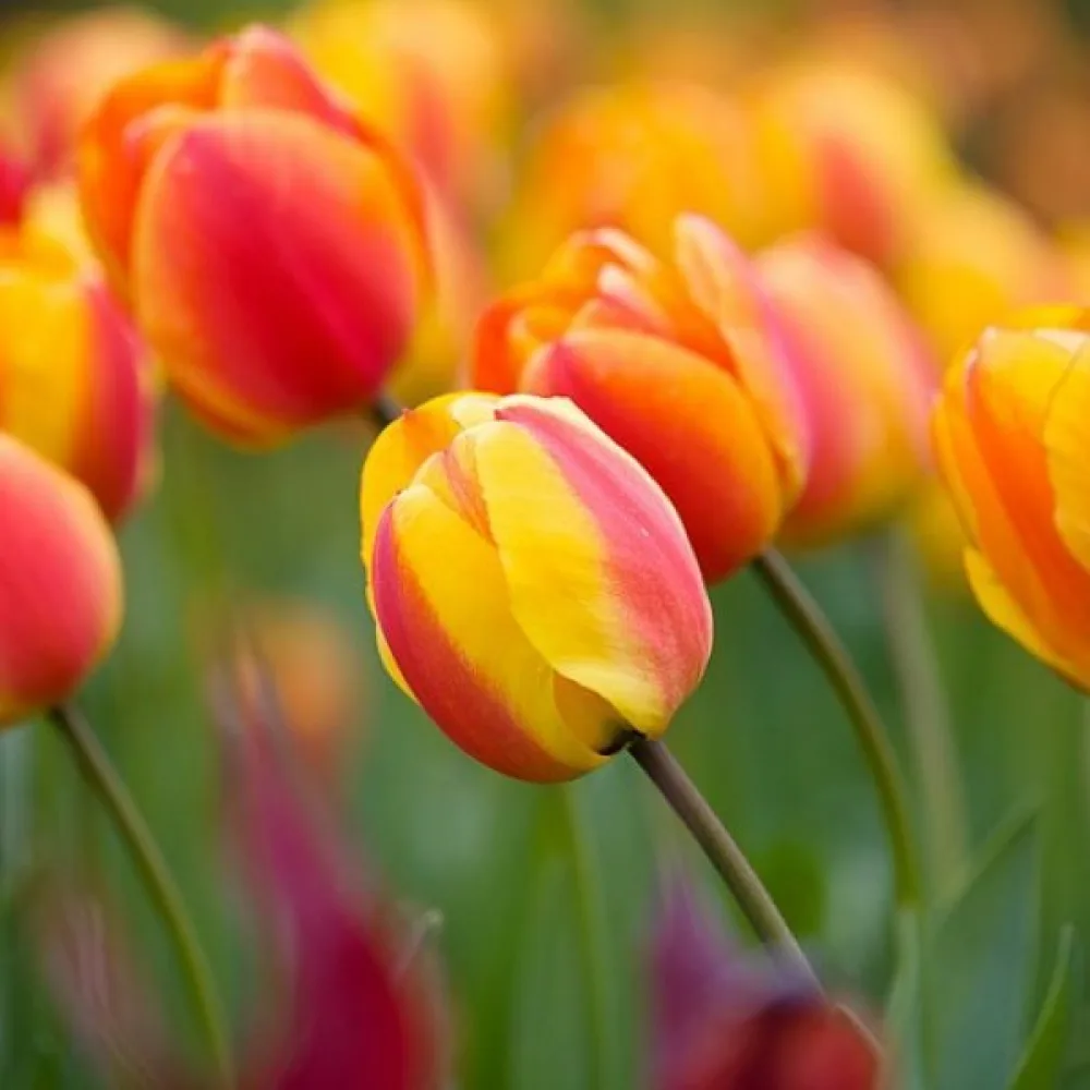 Tulipan Apeldoorns elite (oranžen)