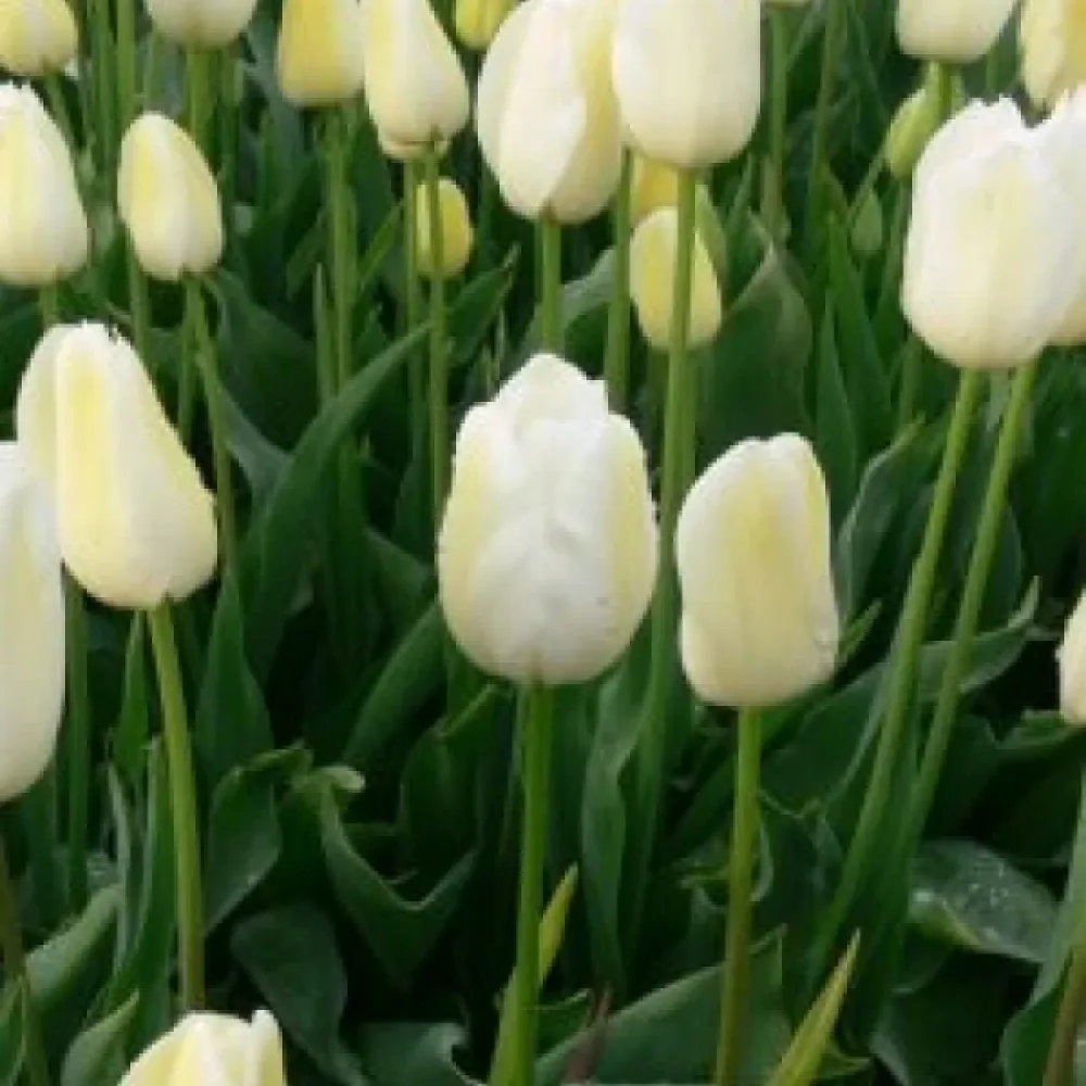 Tulipan City of vancouver (kremasti)