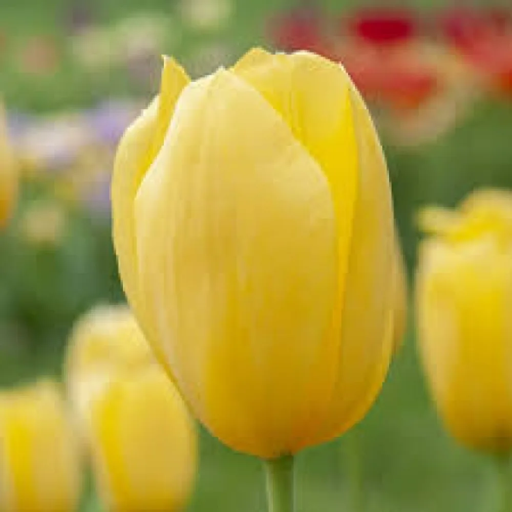 Tulipan Hella Lights (oranžen)