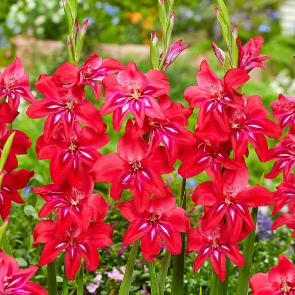 Gladiola Robinetta (vijolična)
