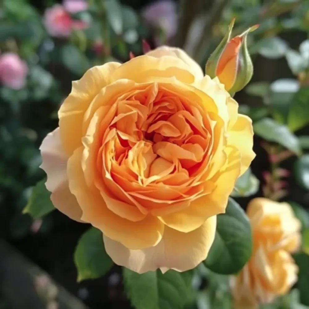 Vrtnica Golden Elixir – z golimi koreninami