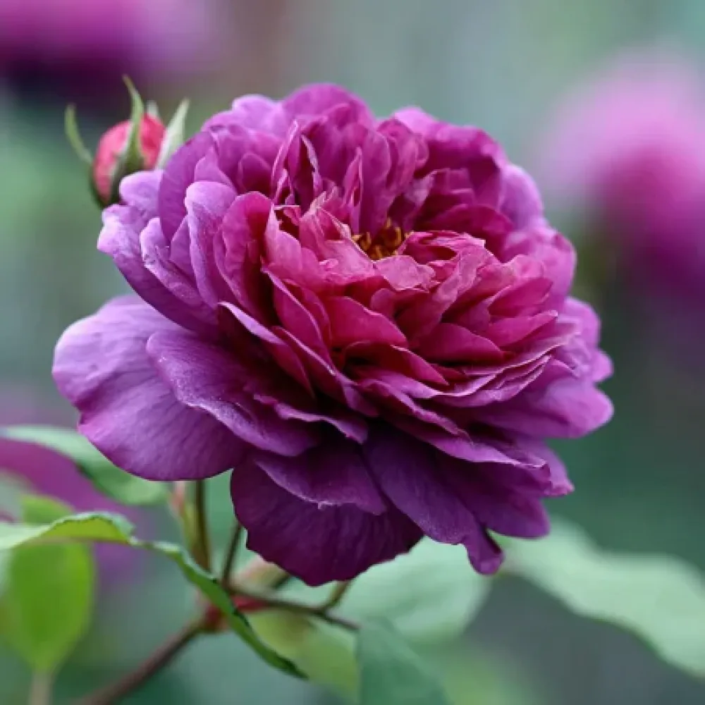 Vrtnica Purple Harmony - z golimi koreninami