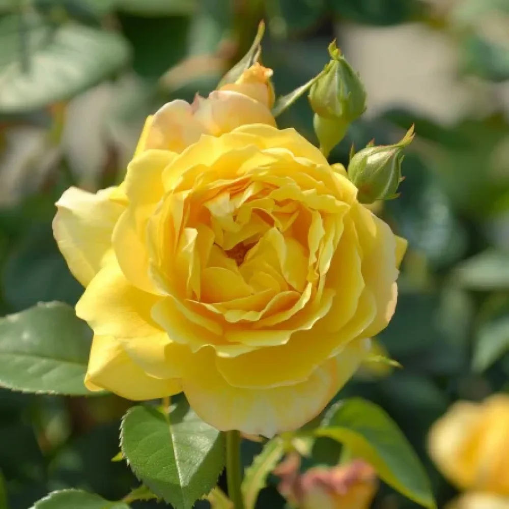 Vrtnica Citrus Harmony - z golimi koreninami