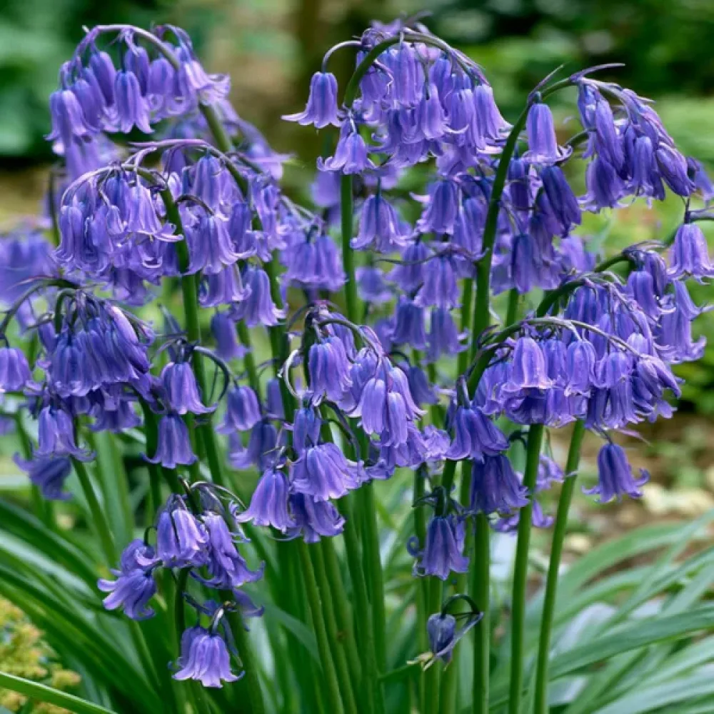 Hijacinta Non-Scripta - Dutch Grown (angleška modra)