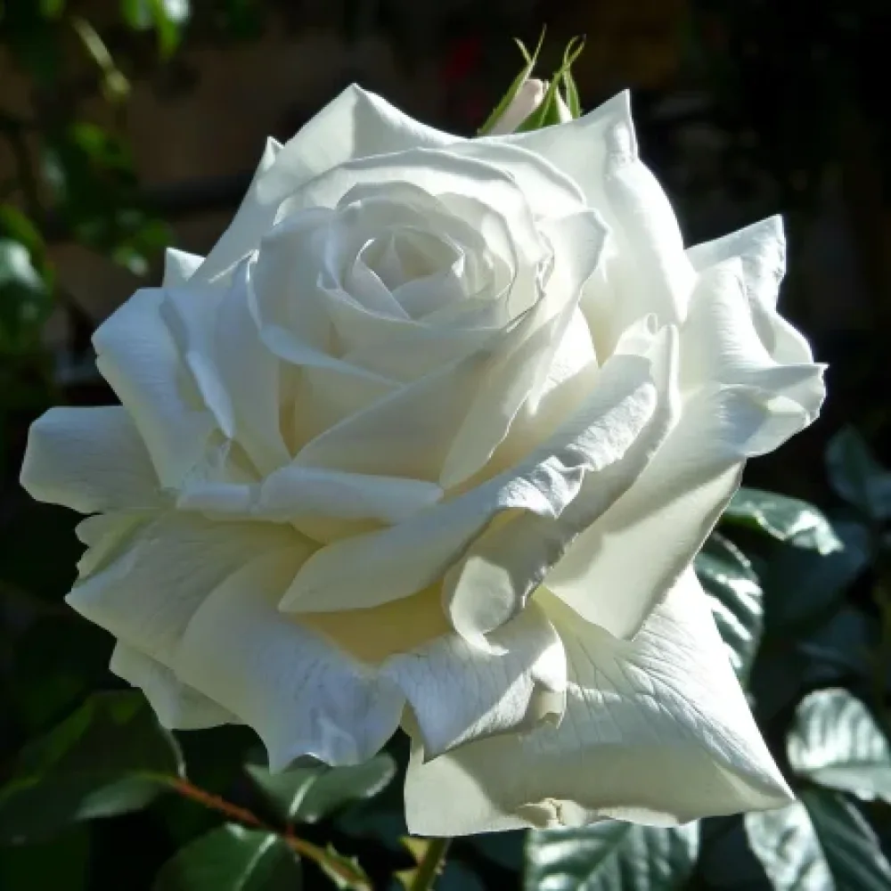Vrtnica Cream Elegance – z golimi koreninami