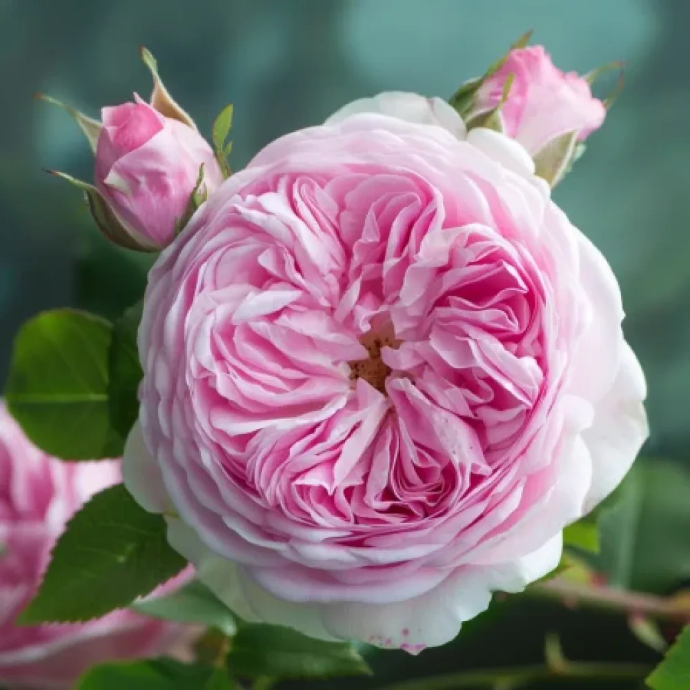 Vrtnica Royal Essence – z golimi koreninami