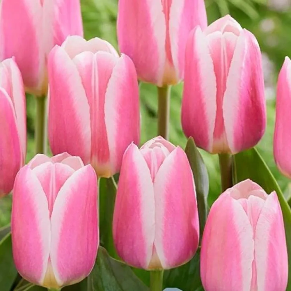 Tulipan Mandy Choice (rožnati)