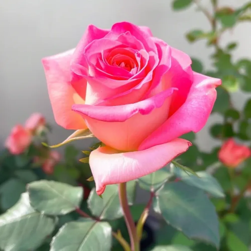 Vrtnica Pink Snowflake - z golimi koreninami