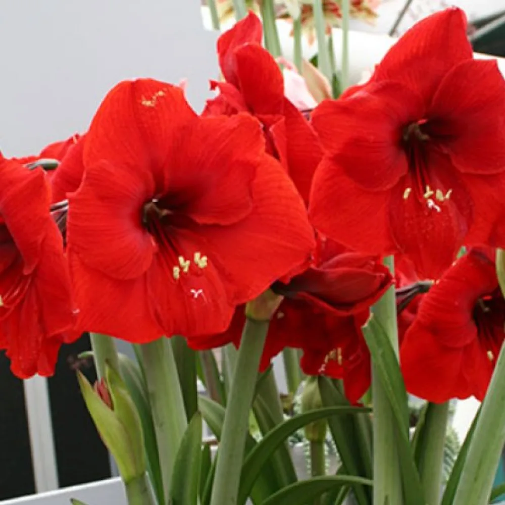 Amarilis Red lion (rdeči)