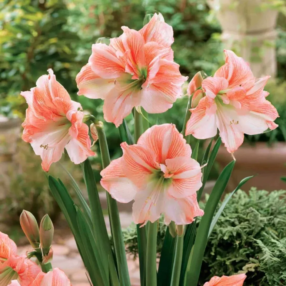 Amarilis King Star (breskov)