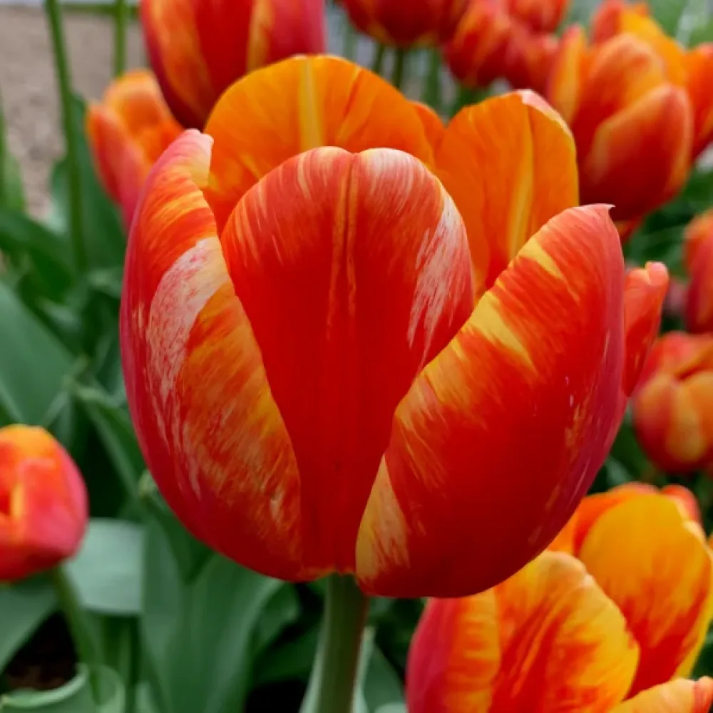 Tulipan Leo (rdeči)
