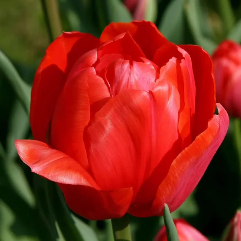 Tulipan Love Valley