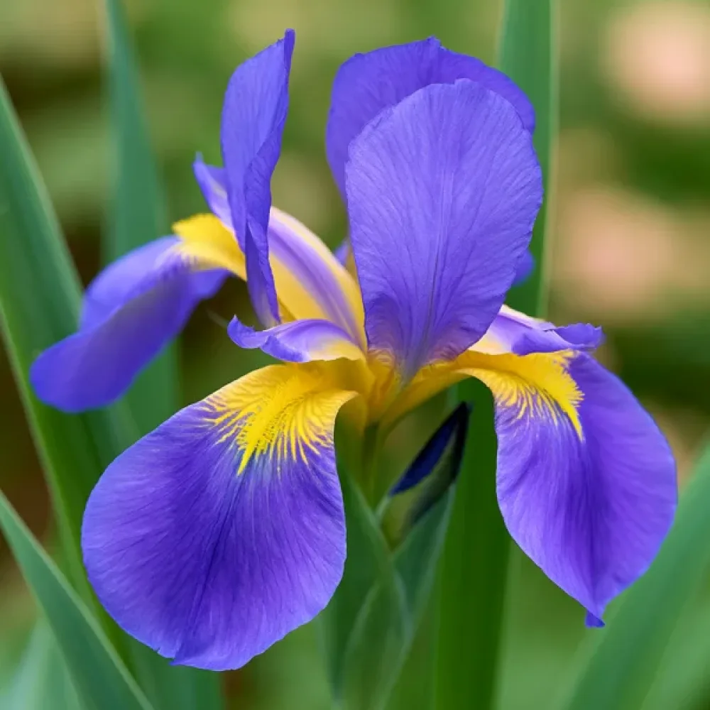 Perunika Saphire Beauty Hollandica (safirno modra)