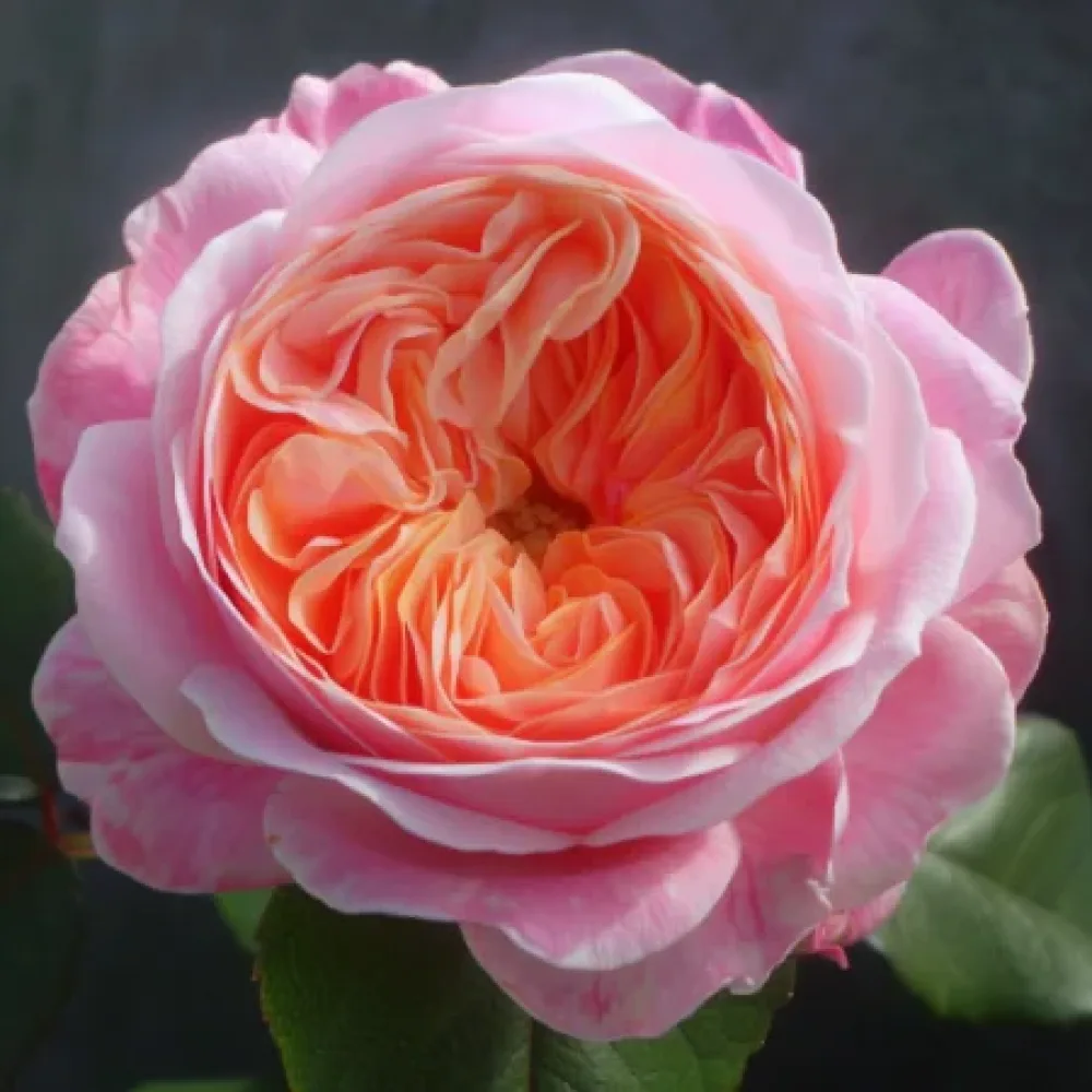 Vrtnica Pearl Rose – z golimi koreninami
