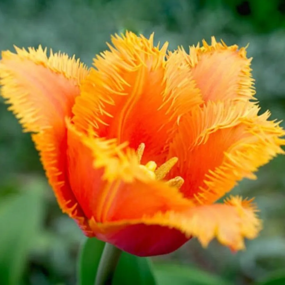 Tulipan Lambada (breskov)
