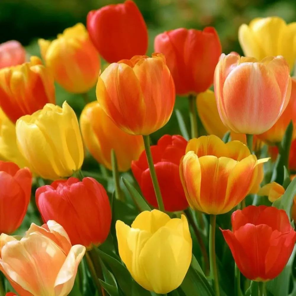 Tulipan Single Late Mixed (pozna mešanica)