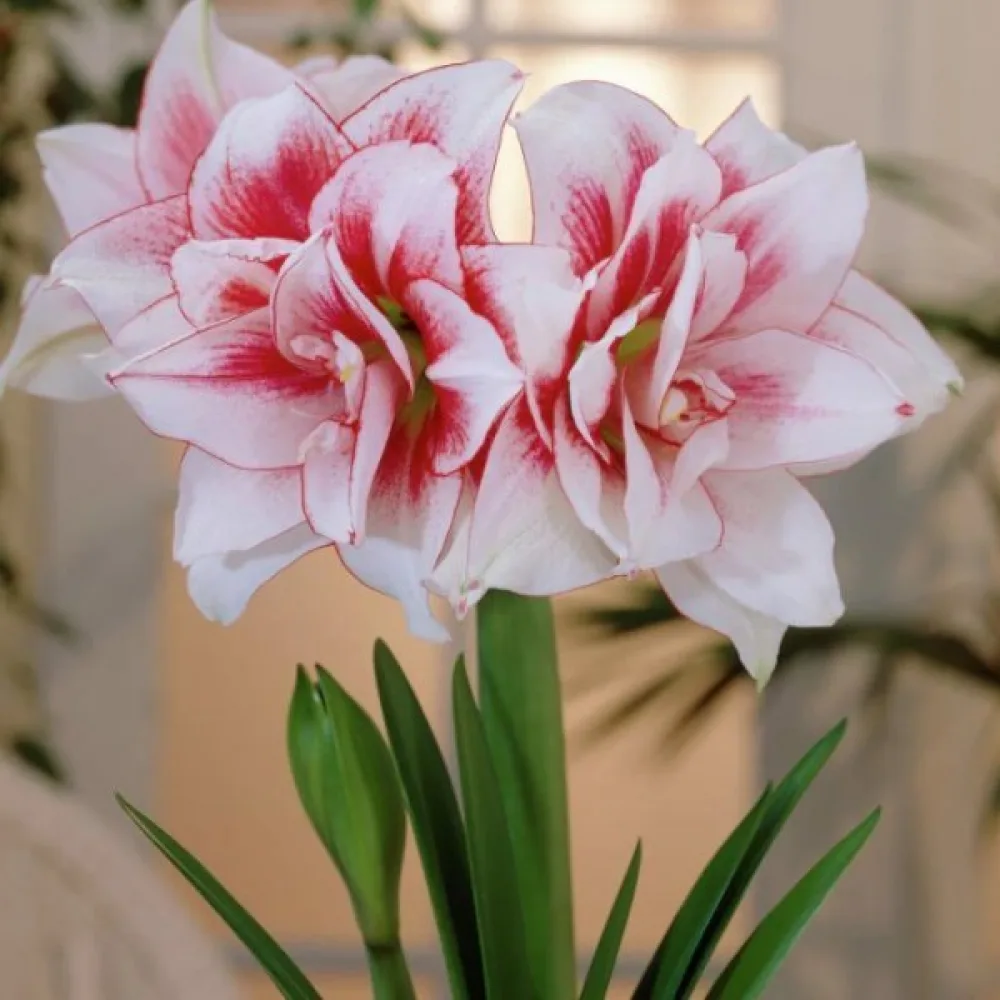 Amarilis Elvas (rožnat)