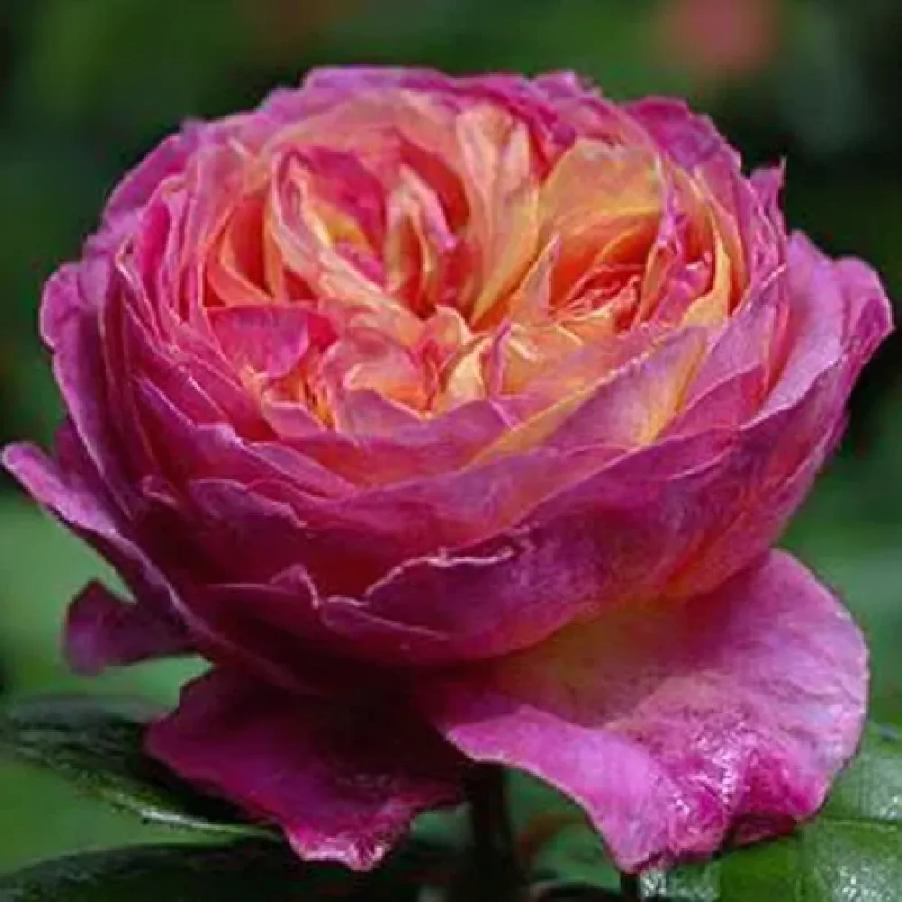 Vrtnica Tender Pink Flirt – z golimi koreninami