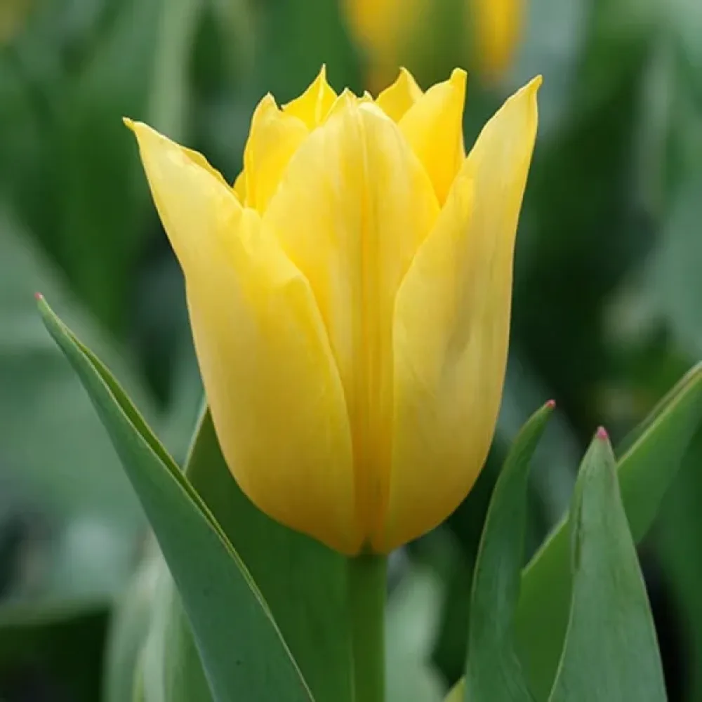 Tulipan Yellow Purissima (rumeni)