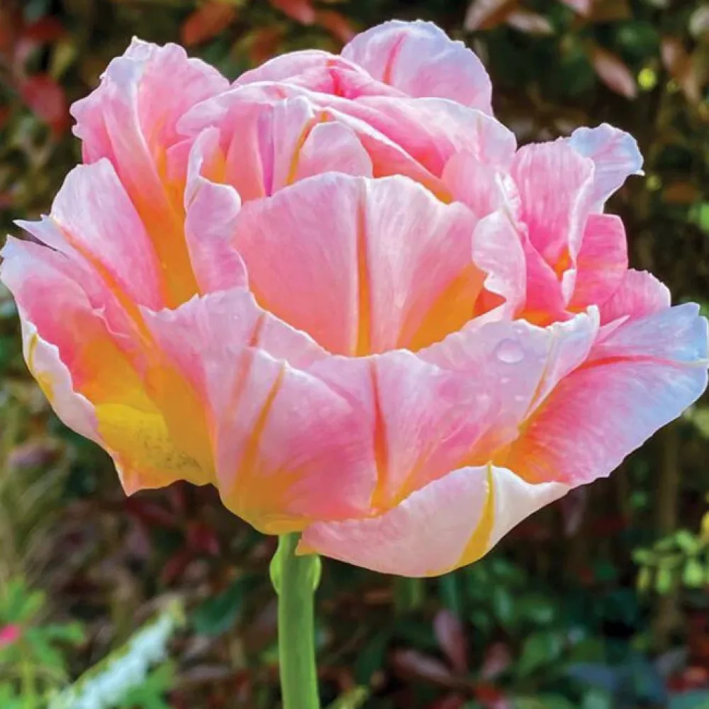Tulipan Password (rožnati)