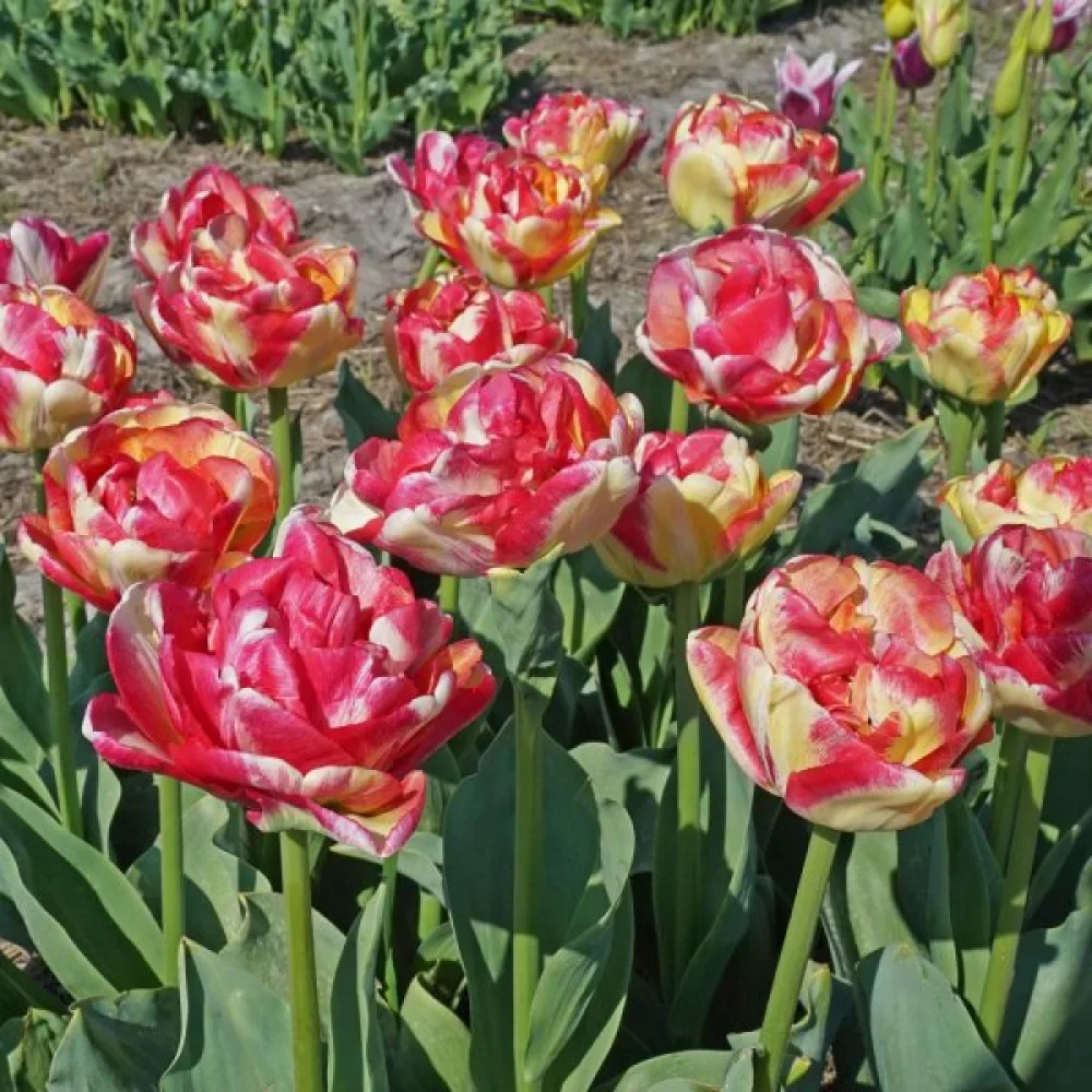 Tulipan Double Blizz (kremni)