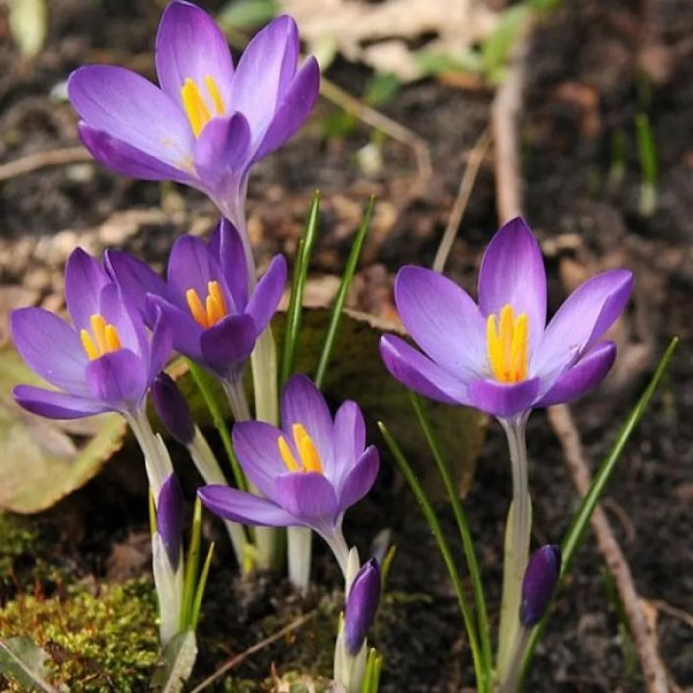 Žafran tommasinianus Whitewell Purple (vijoličen)