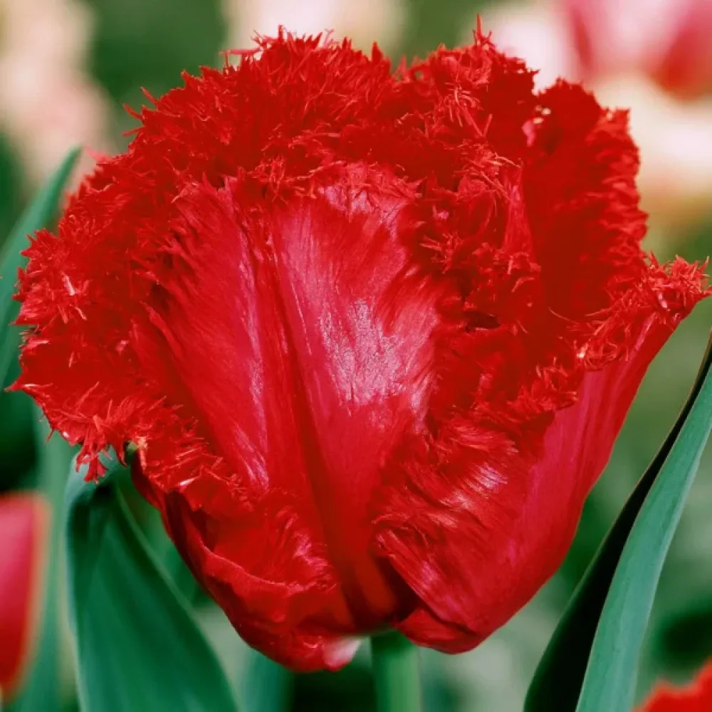 Tulipan Barbados (rdeči)