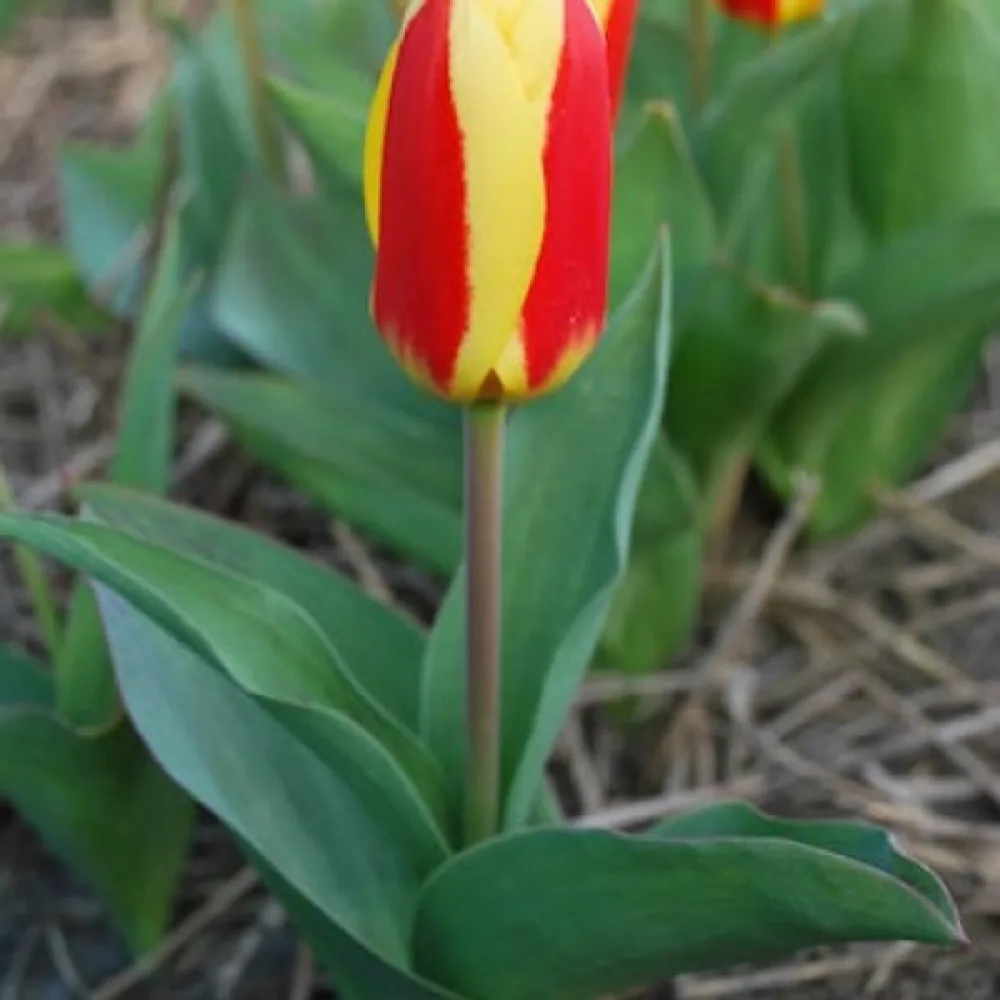 Tulipan Stresa (rumen)