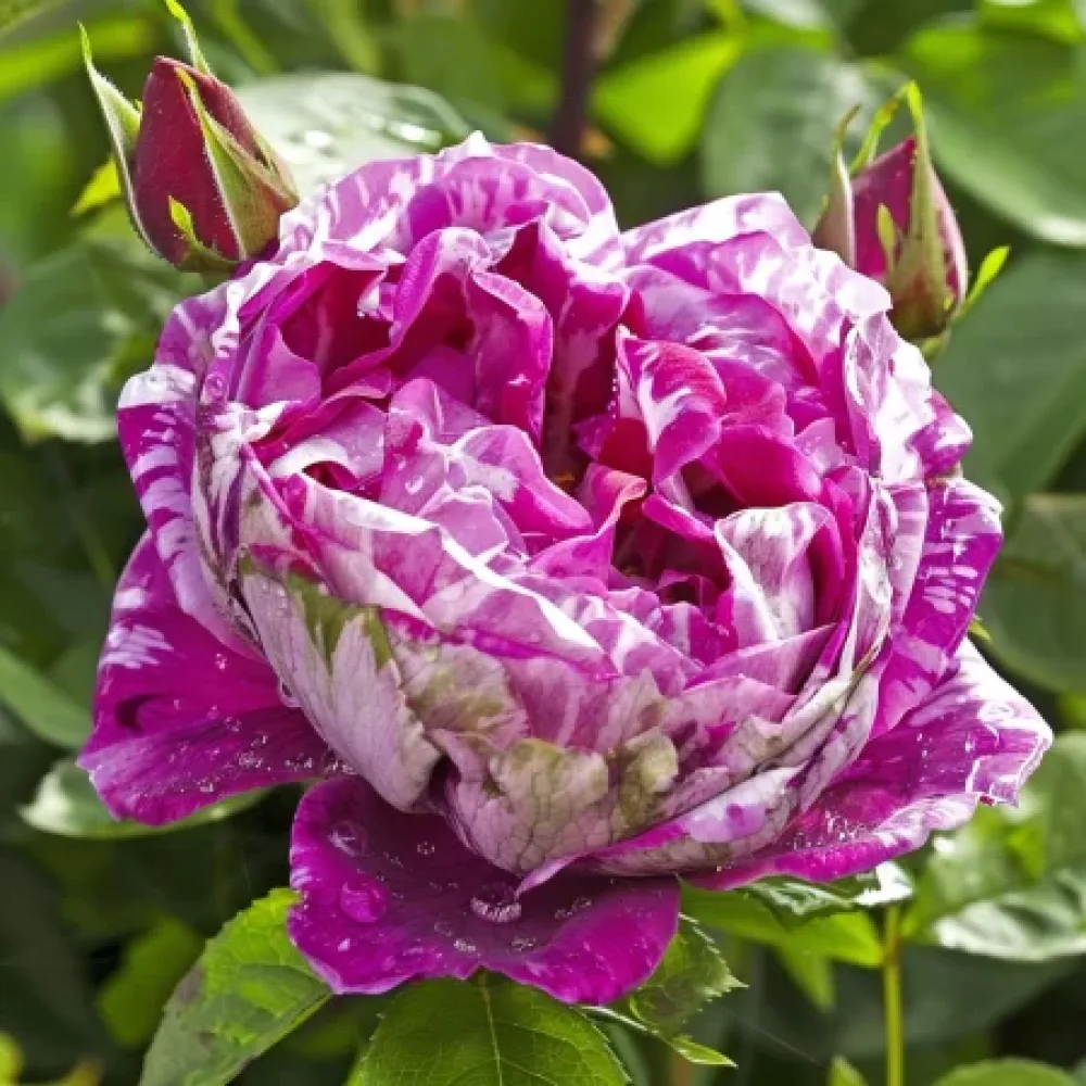 Vrtnica Fragrant Avalanche – z golimi koreninami